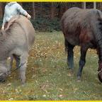 Roadtrip à Vierves pour la Transhum'âne