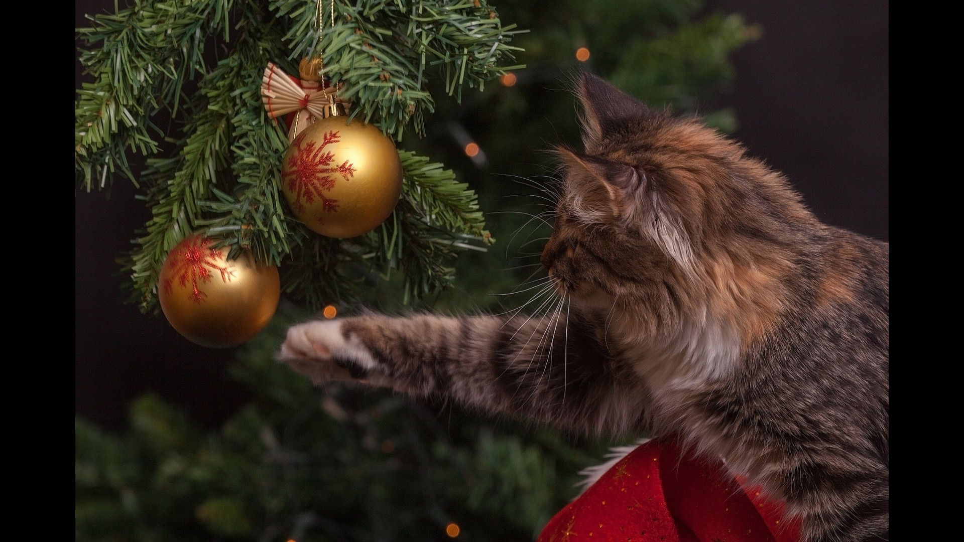 Un chat attaque des boules d'un sapin de Noël