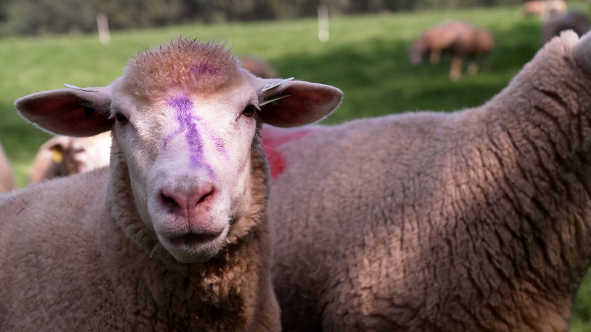 De nombreux élevages de moutons touchés par la "maladie de la langue bleue"