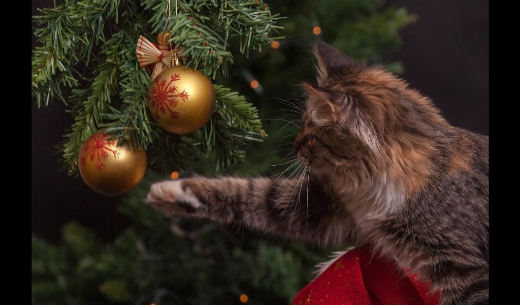 Un chat attaque des boules d'un sapin de Noël