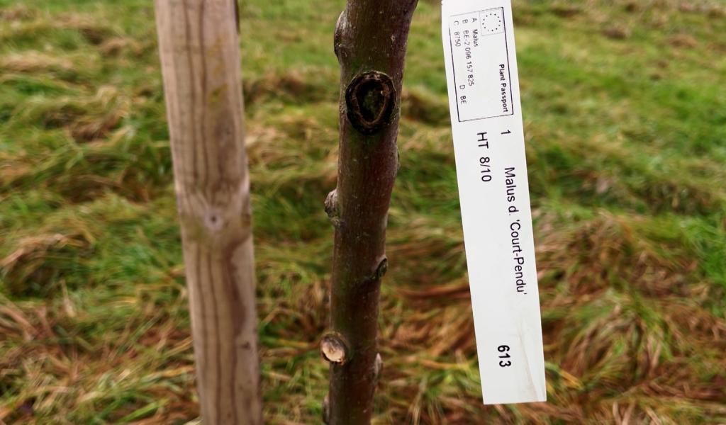 Walcourt - Un arbre planté pour chaque classe de première primaire