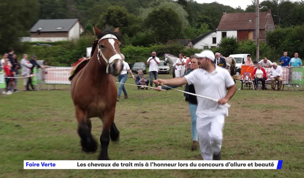 Foire Verte de Cerfontaine : Les chevaux de trait mis à l'honneur lors du concours d'allure et beauté