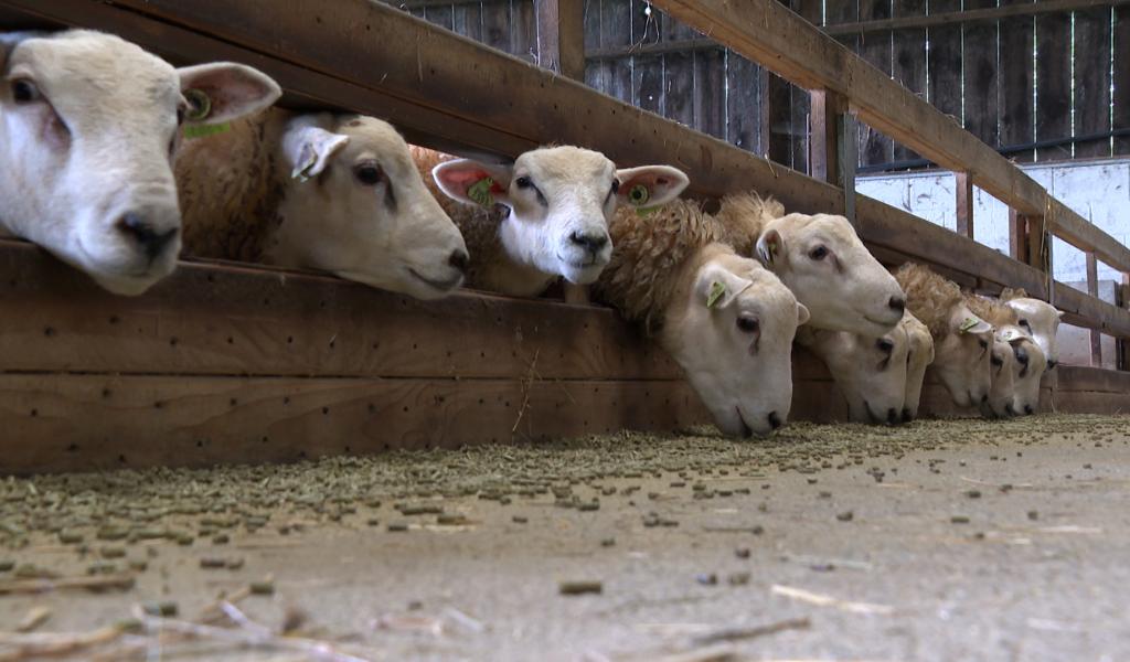 La maladie de la langue bleue : les éleveurs en difficulté