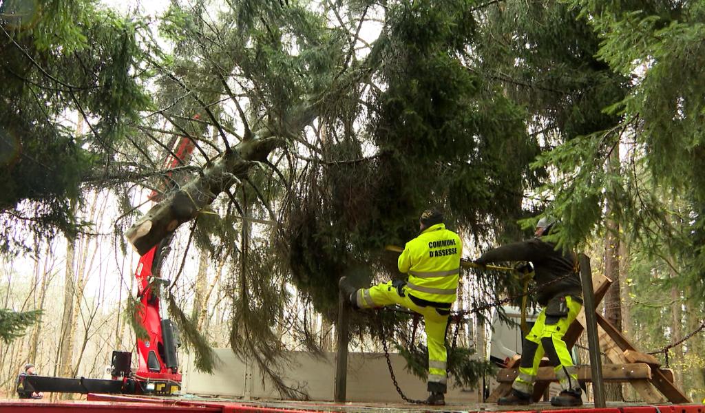 Le sapin du Palais royal est Assessois !