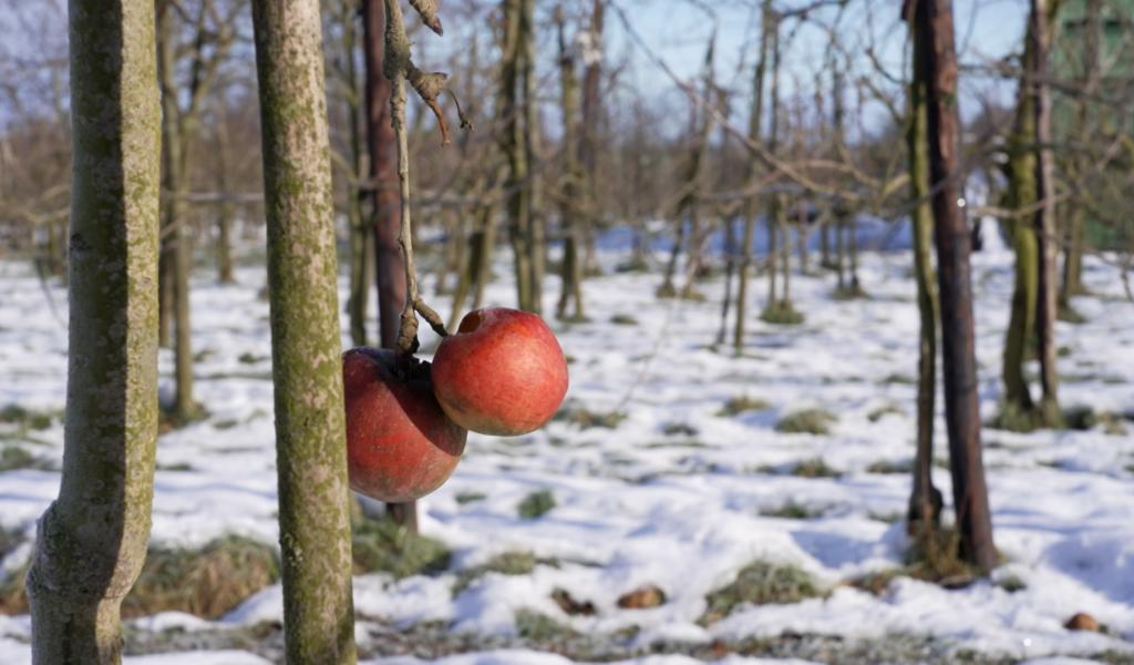 Arbres fruitiers : la nature fait son travail