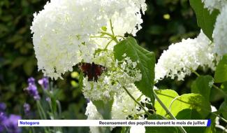 Natagora : le recensement des papillons de jardin durant le mois de juillet