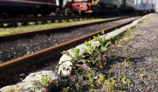 Environnement - Sans glyphosate, le désherbage des voies ferrées s’annonce compliqué