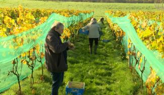 Vendanges:  le dernier coup de main des bénévoles au Domaine de Doriémont