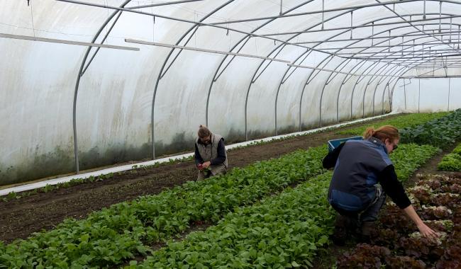 Haltinne: bientôt, une invitation à l’autocueillette dans le grand potager