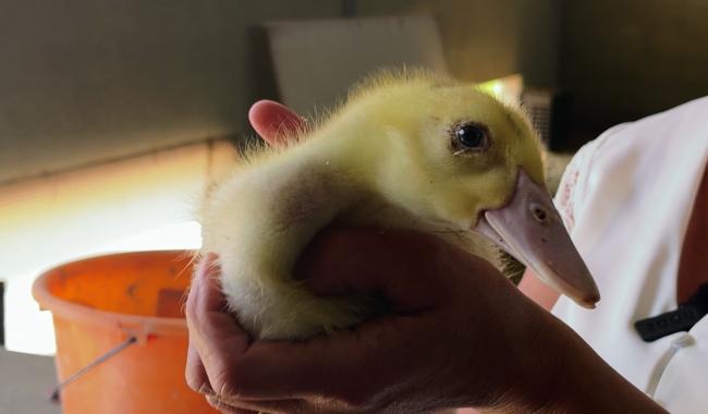 Production de Foie Gras en Wallonie : Tradition et Défis