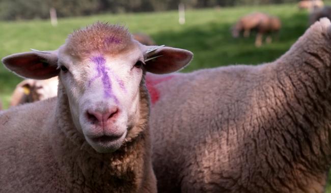 De nombreux élevages de moutons touchés par la "maladie de la langue bleue"