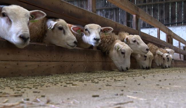 La maladie de la langue bleue : les éleveurs en difficulté