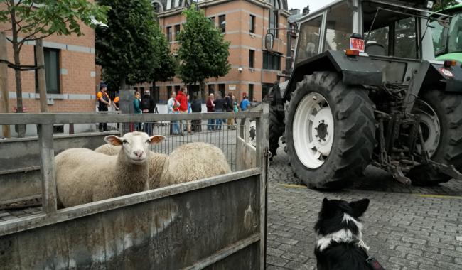 Action de la FUGEA : les bergers en danger