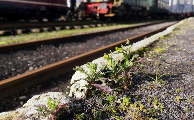 Environnement - Sans glyphosate, le désherbage des voies ferrées s’annonce compliqué