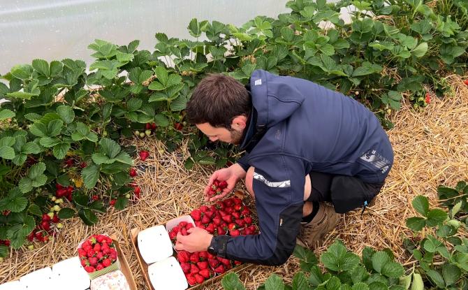 Fraises de Wépion: en direct, de la cueillette aux consommateurs