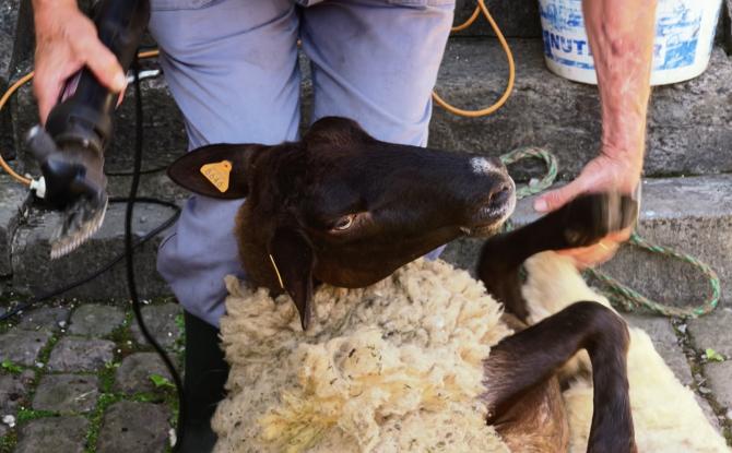 Au rythme de la laine à Viroinval