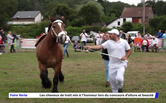 Foire Verte de Cerfontaine : Les chevaux de trait mis à l'honneur lors du concours d'allure et beauté