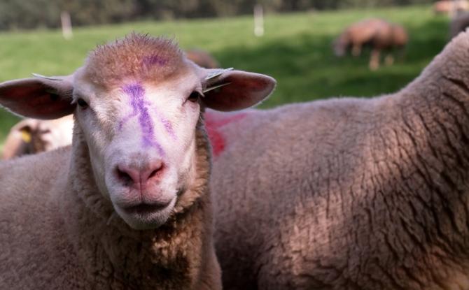 De nombreux élevages de moutons touchés par la "maladie de la langue bleue"