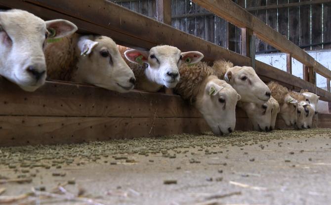 La maladie de la langue bleue : les éleveurs en difficulté