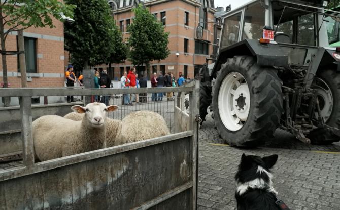 Action de la FUGEA : les bergers en danger