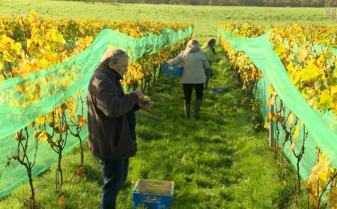 Vendanges:  le dernier coup de main des bénévoles au Domaine de Doriémont